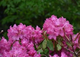 mörkrosa rhododendronbuske som blommar och blommar foto