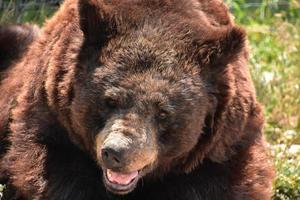 fantastisk titt i ansiktet på en svart björn foto