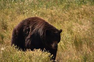 fantastisk stor svartbjörn i höga gräs foto