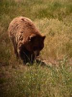 lurvig brun svart björn i ett gräsfält foto
