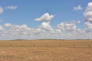 höfält med betande besättning i wyoming foto