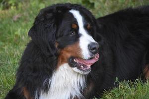 Bernese fjällhund med en krullad rosa tunga foto