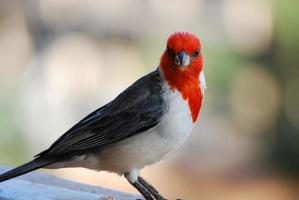 rödhårig kardinalfågel som står på ett räcke foto
