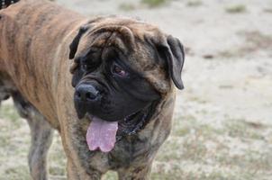 söta ansikte av en brindle bullmastiff hund foto