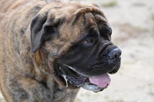 vackert ansikte av en stor bullmastiff foto