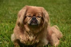 Pekingese hund med slutna ögon och tungan ut foto