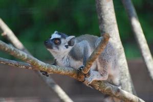 fantastiskt ansikte av en baby lemur i ett dött träd foto