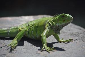 stor fjällgrön leguan på en stor sten foto