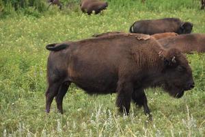 bison som svischar med svansen på en äng foto