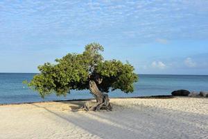 eagle beach i aruba med ett divi-träd foto
