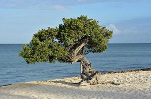 vit sandstrand med ett watapana-träd på aruba foto