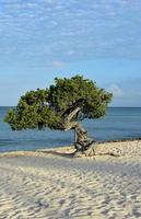 vridet divi divi träd på eagle beach foto