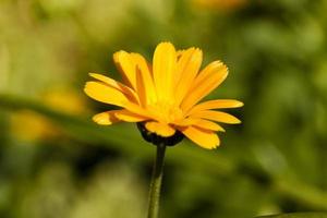 calendula blomma närbild foto