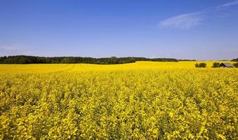 blommande våldtäktsfält foto