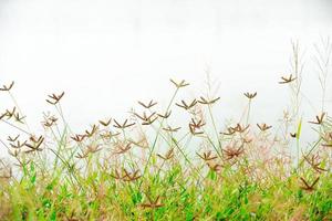 brunt gräs blommor i ett grönt fält. mjukt fokus. bakgrunden är vit vattenyta foto