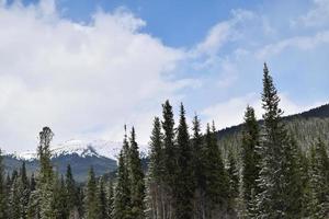 östra Sibiriens natur. taiga. krasnoyarsk territorium foto