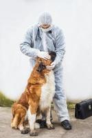 veterinär inspekterar och kontrollerar en hund. foto