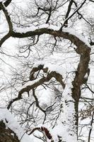 snöfall i vinterparken foto