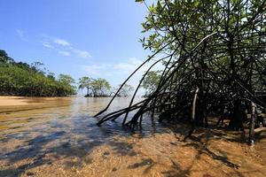 mangroveskog i den tropiska platsen foto