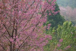 vilda himalaya körsbär i thailand foto