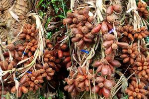 zalacca, traditionella säsongsbetonade söta fruktsmaker från thailand foto