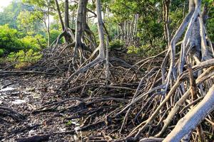 mangrovens rötter foto
