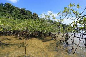 mangroveskog i den tropiska platsen foto