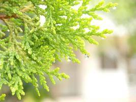 grönt blad med droppar vatten med naturlig bakgrund foto