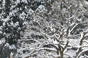 snöfall i vinterparken foto