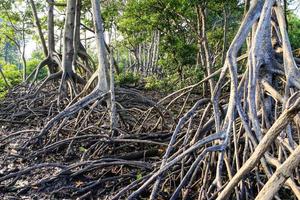 mangrovens rötter foto