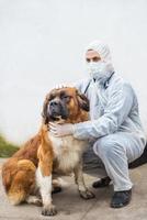 veterinär inspekterar och kontrollerar en hund. foto