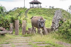 vacker taiwan vattenbuffel som går på en stentrappa i gräsmark, prärie i taoyuan-dalen, kylande bergsstig över mt. wankengtou. foto