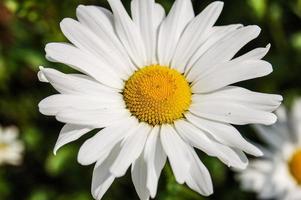 blommade enda vit marguerite daisy blomma på grön bakgrund foto