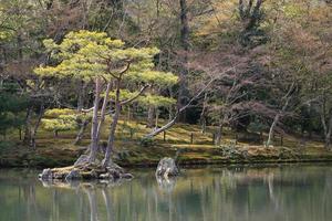 japansk trädgård vid berömda kinkakuji foto