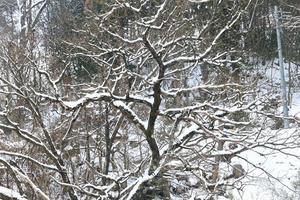 snöfall i vinterparken foto