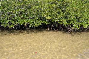 mangroveskog i den tropiska platsen foto