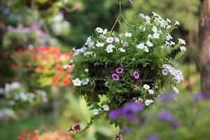 hängande korg med blommor foto