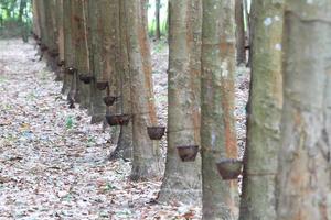 para rubber tree garden i södra Thailand foto