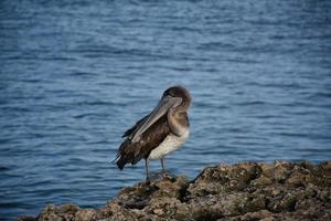 pelikan plockar i sina fjädrar med näbben foto