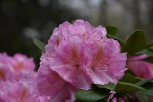 vanlig rosa rhododendron blommar och blommar foto