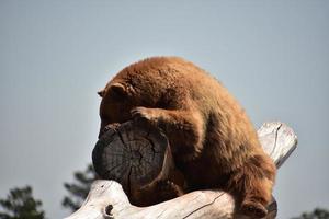 söt brunbjörn som vilar i värmen från sommarsolen foto