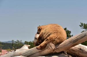 varm lurvig fluffig svartbjörn som vilar i solen foto