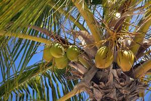kokosnötter klamrar sig fast vid en kokospalm foto