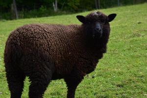 romney marsh sheep med tjock brun ull på en gård foto