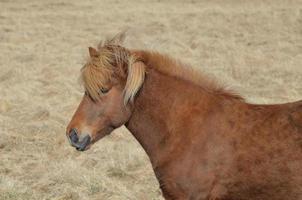 robust isländsk häst på island foto