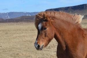 söt ung kastanj isländsk häst foto