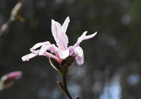 regndroppar som klamrar sig fast vid en rosa magnoliablomma foto