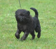 söt svart affenpinscher hund foto