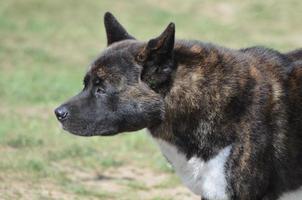 söt akita hund foto