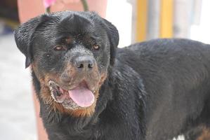 sandig ansikte av en rottweiler foto